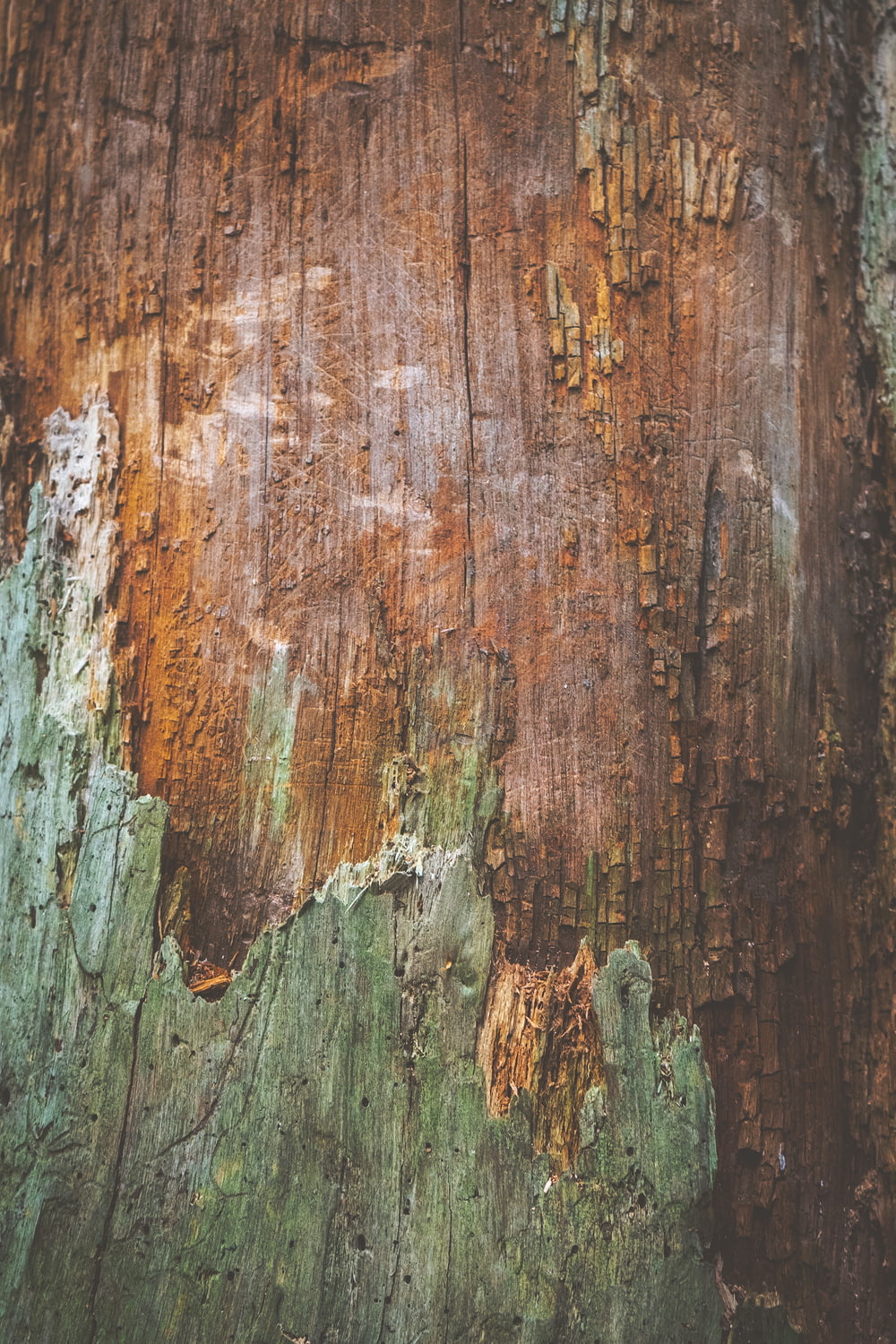 Tavola di legno marrone e verde