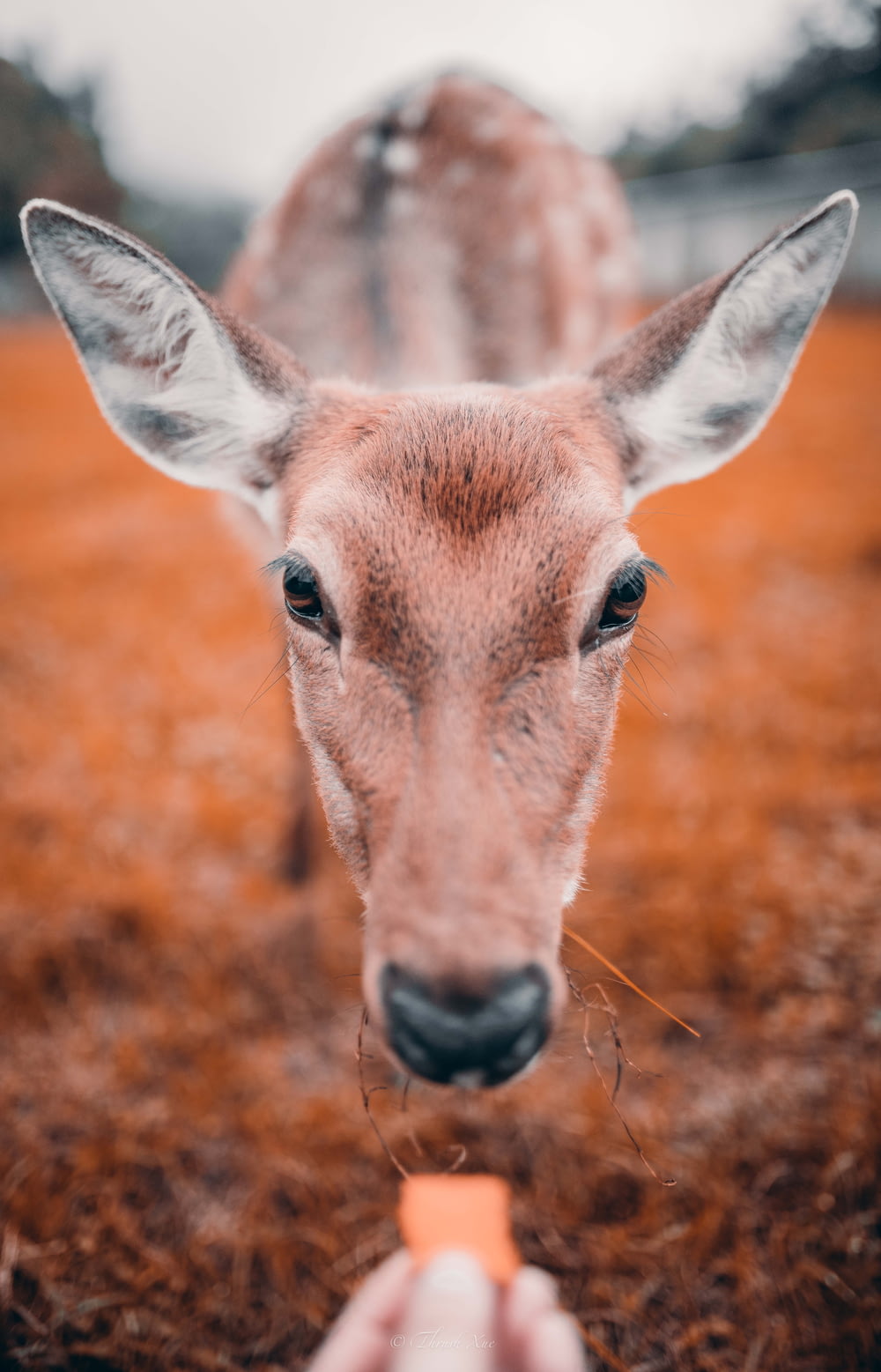 日中のクローズアップ写真の茶色の鹿