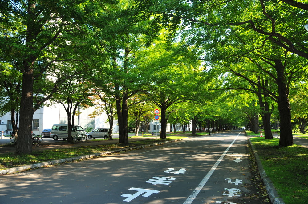 green trees on gray concrete road during daytime
