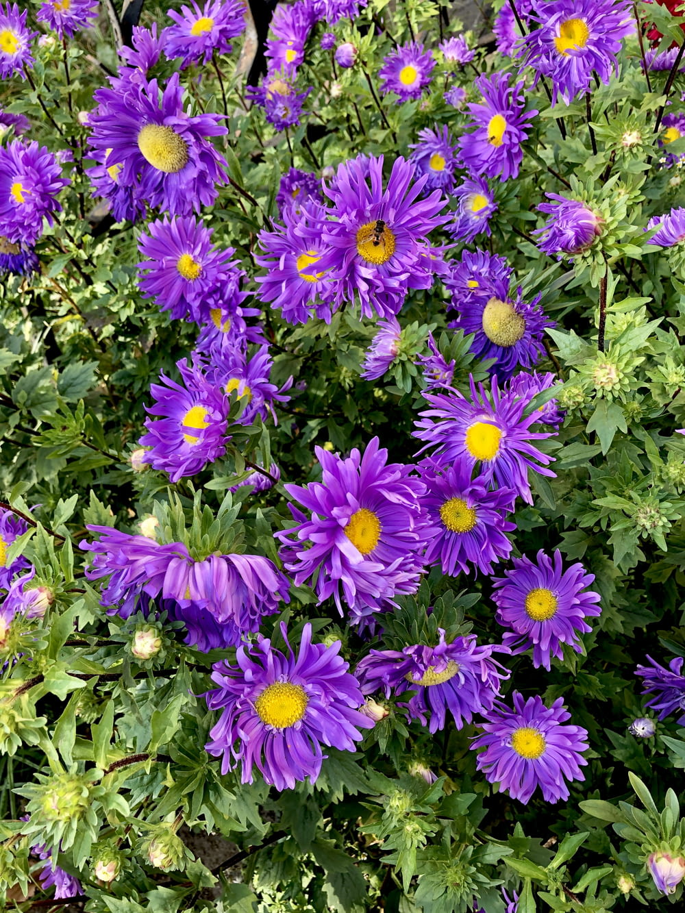 purple flowers in macro lens