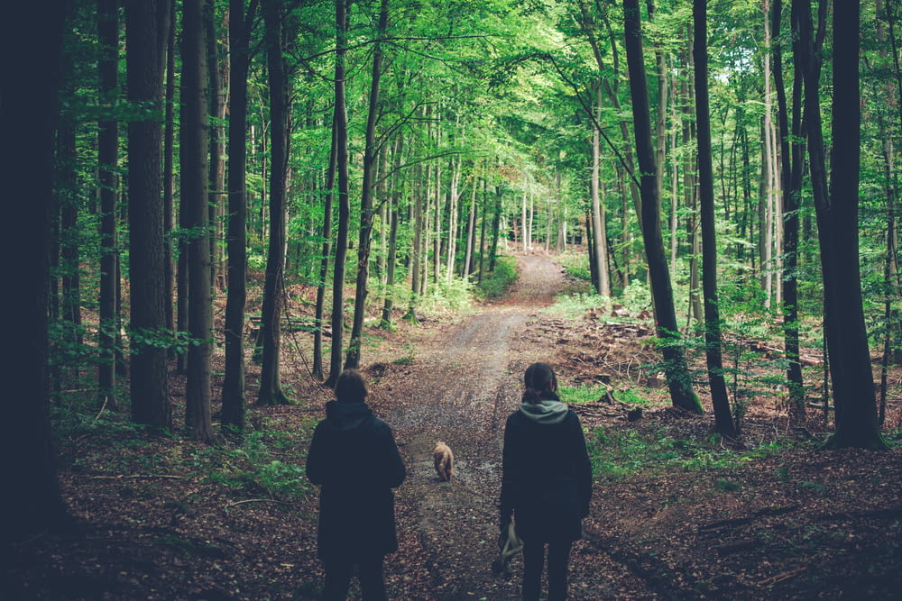 people walking on forest during daytime