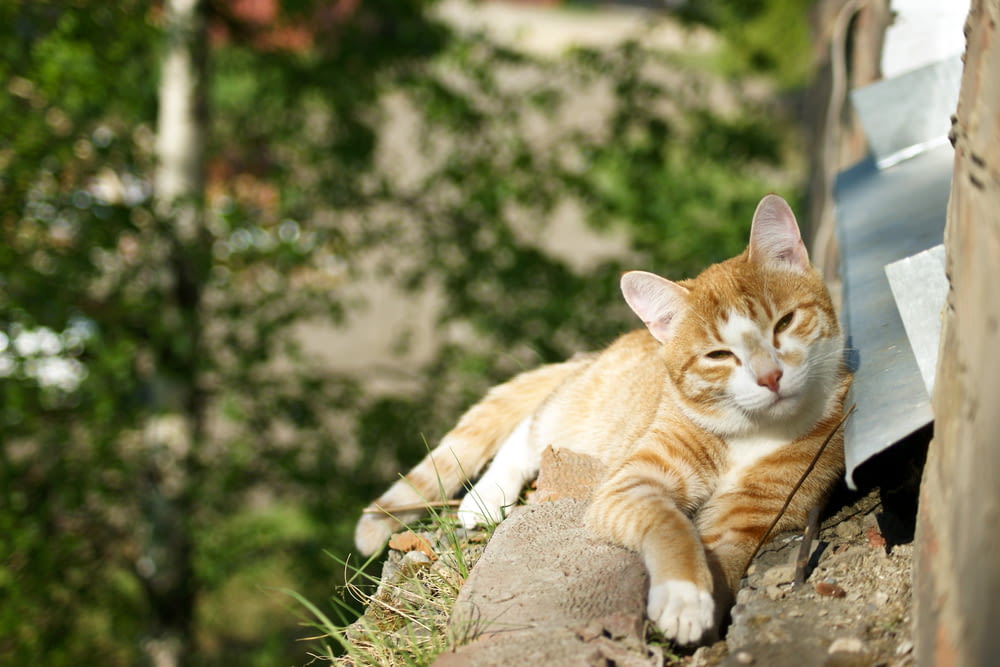 orange tabby cat on brown tree log