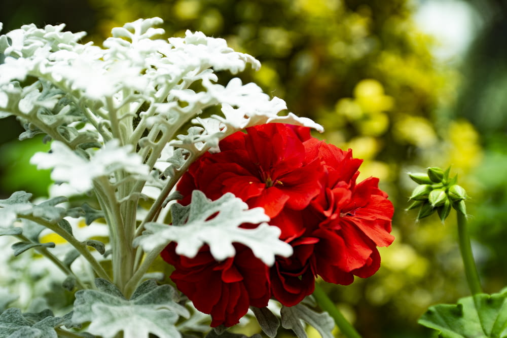 red and white flowers in tilt shift lens