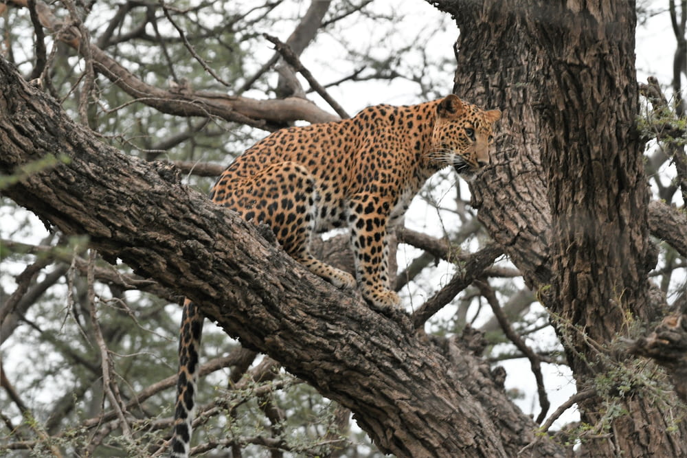 leopard on tree branch during daytime
