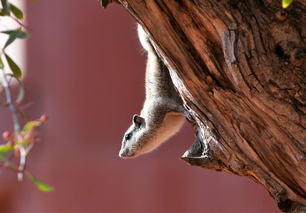 gray koala on brown tree branch