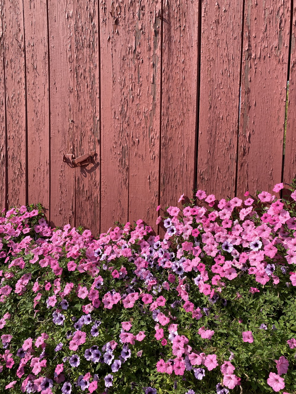 pink and white flowers beside brown wooden fence