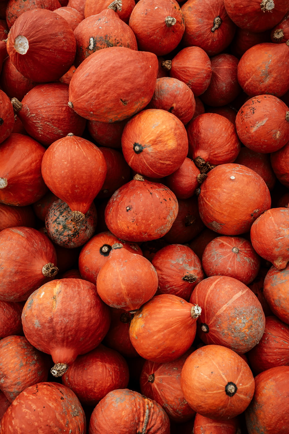 red round fruit lot during daytime