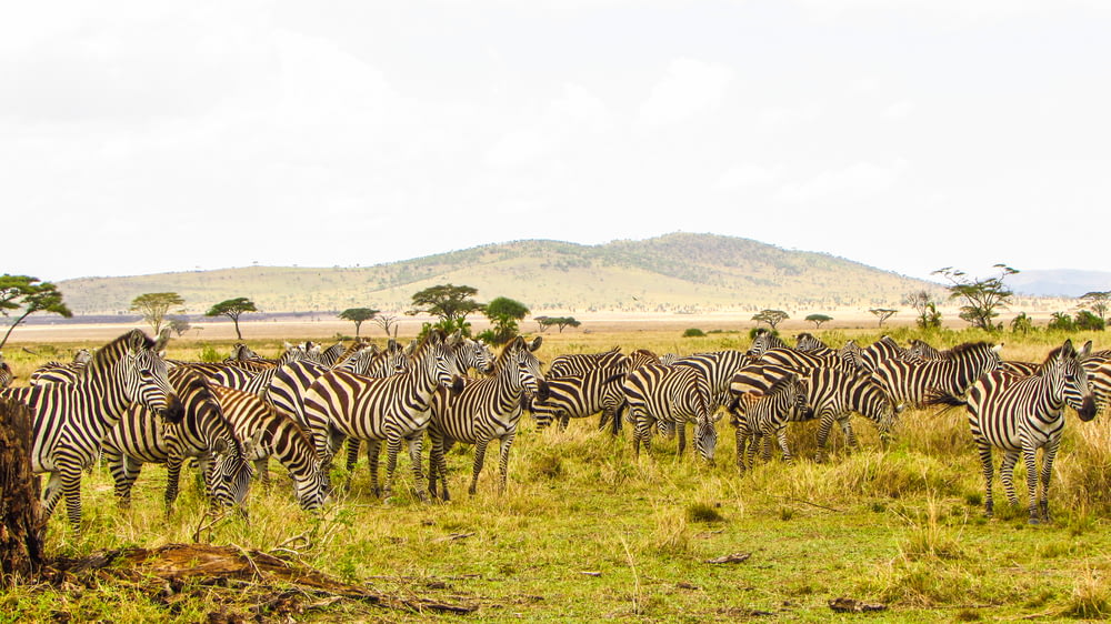 Zebra tagsüber auf braunem Rasen