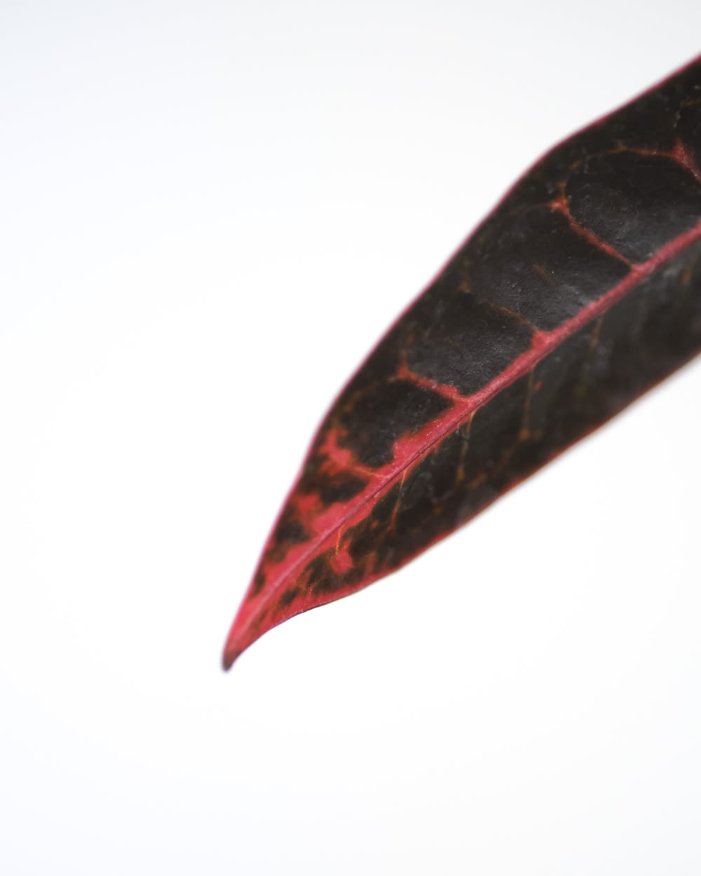 red and black leaf on white background