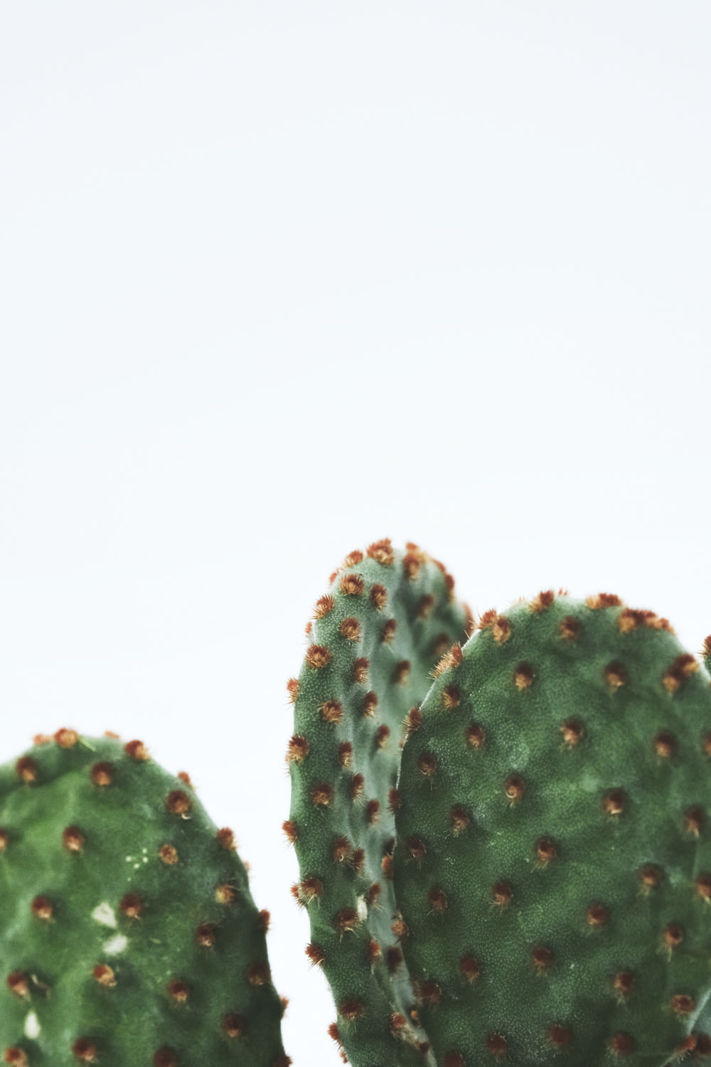 green cactus on white background