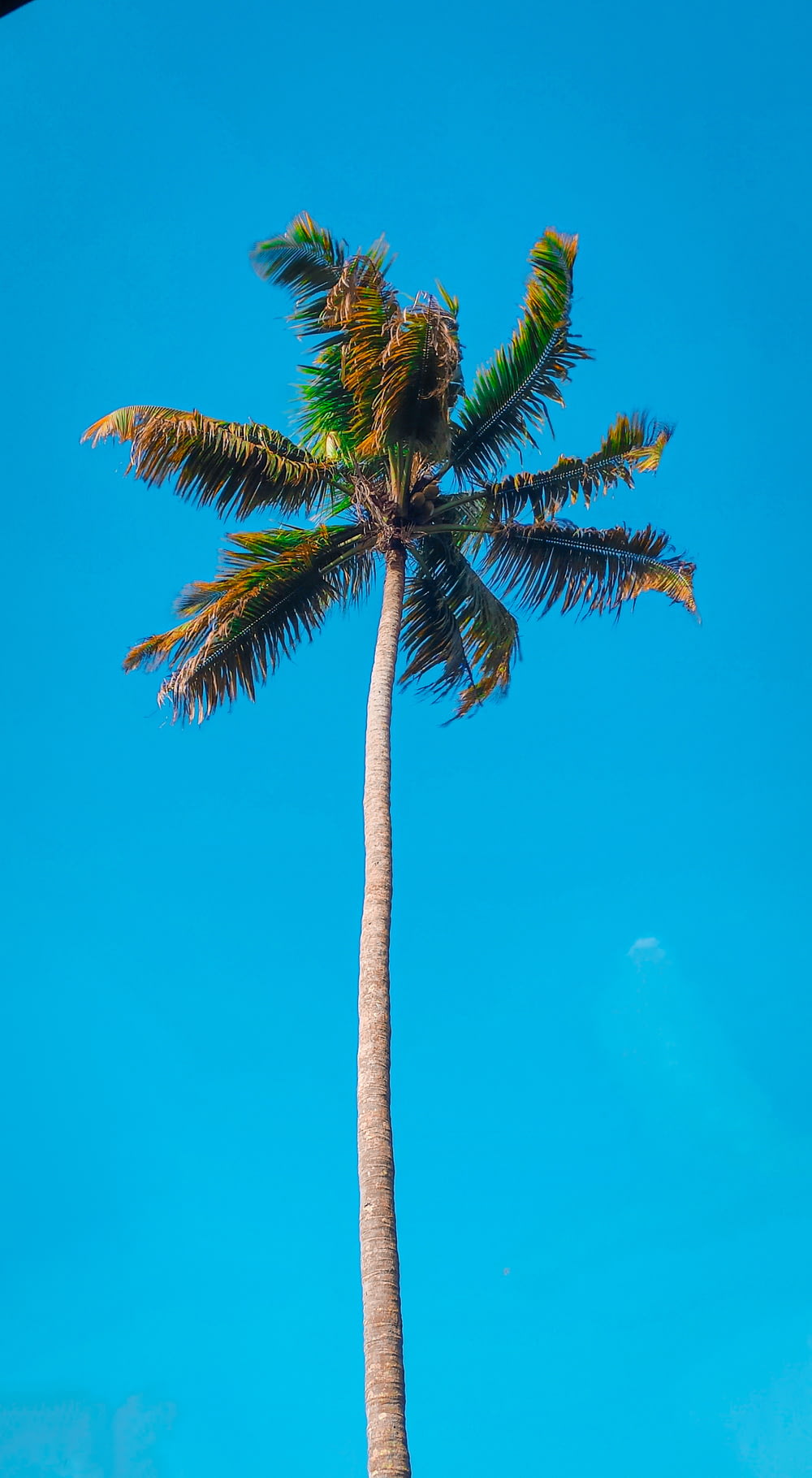 Palma verde sotto cielo blu durante il giorno