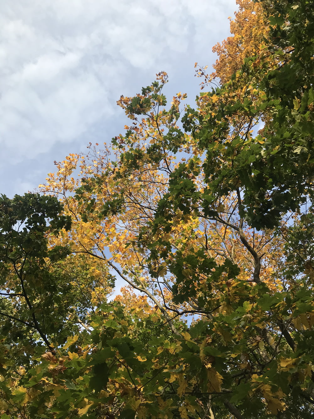 green and yellow leaf tree under white clouds and blue sky during daytime