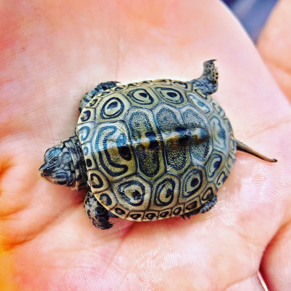black and white turtle on persons hand