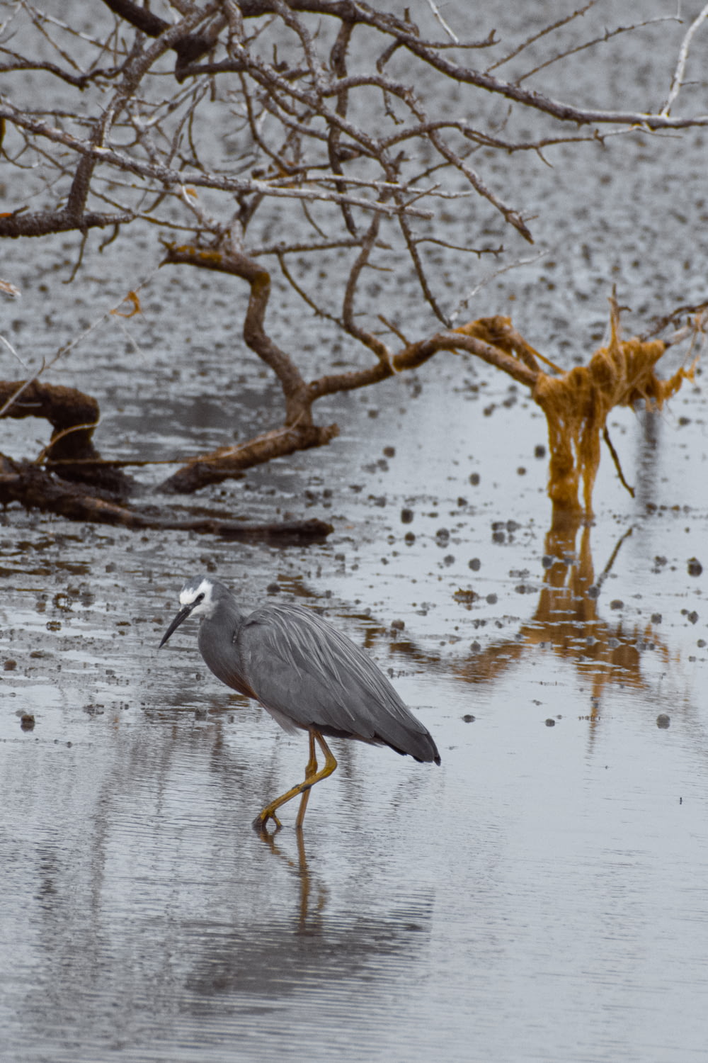 grey bird on body of water during daytime