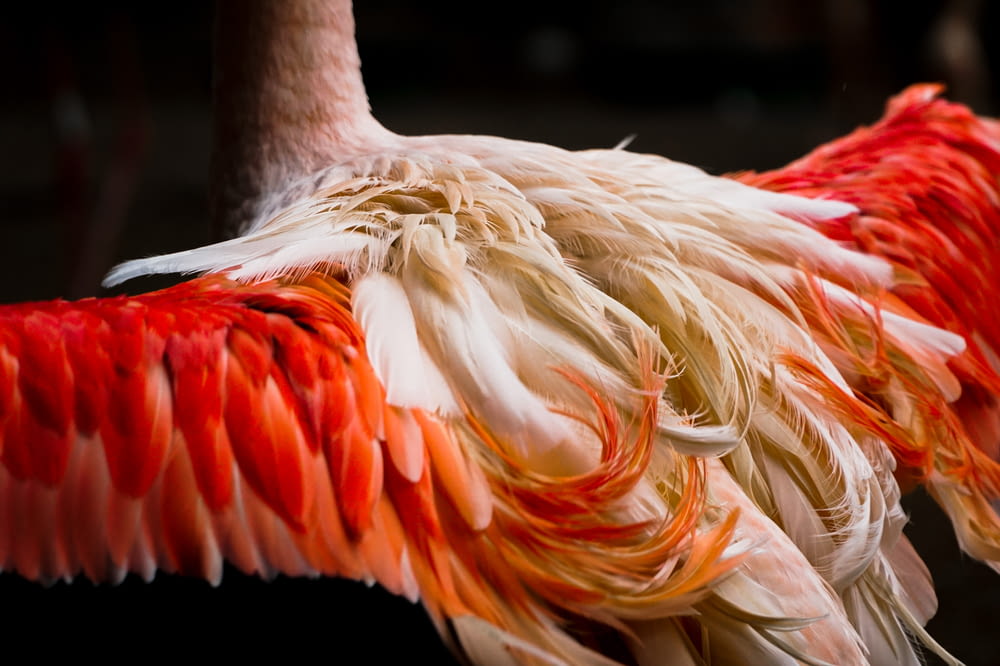 weißer und orangefarbener Vogel in Nahaufnahmen