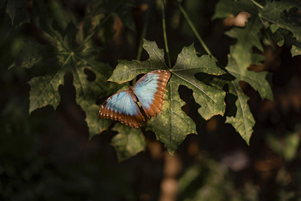 blue butterfly on green leaf