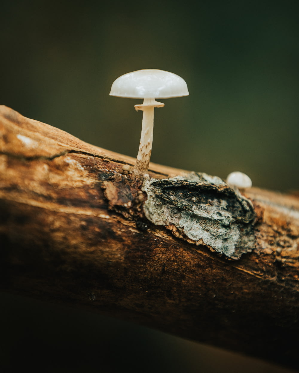 white mushroom on brown tree trunk