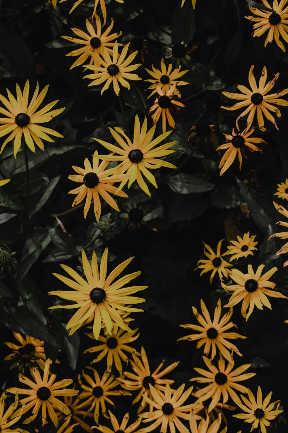 yellow and black flowers in close up photography