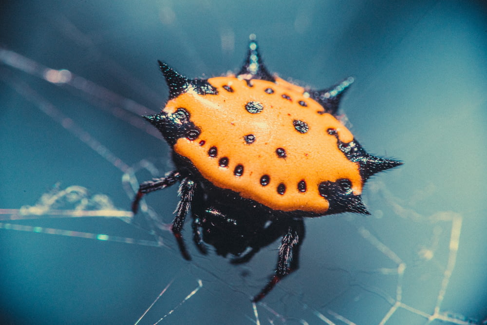 orange and black ladybug on spider web in close up photography during daytime