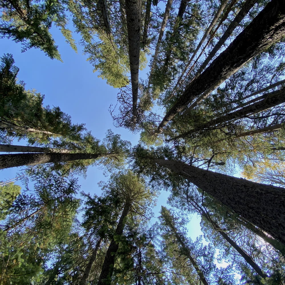 Photographie en contre-plongée d’arbres verts sous un ciel bleu pendant la journée