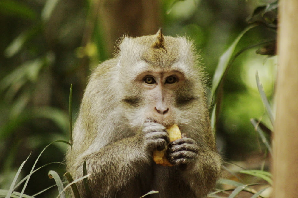 brown monkey eating brown fruit