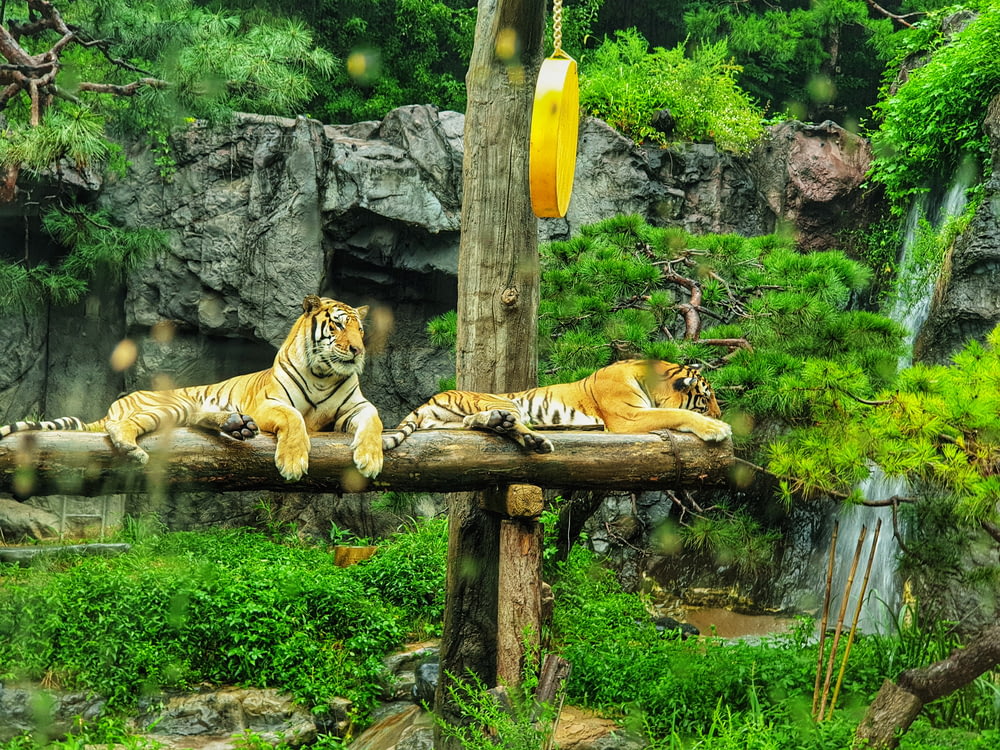 tiger lying on brown wooden log during daytime