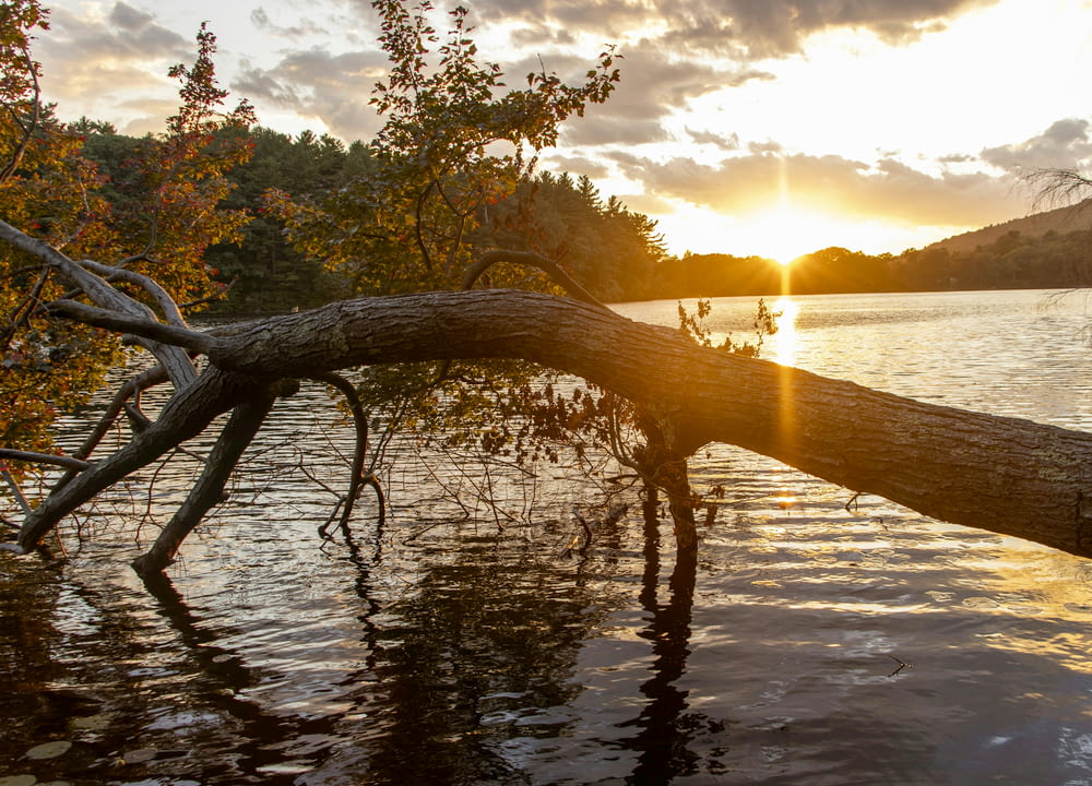 brown tree trunk on water during sunset