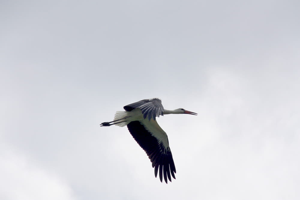 white and black stork flying under white clouds during daytime
