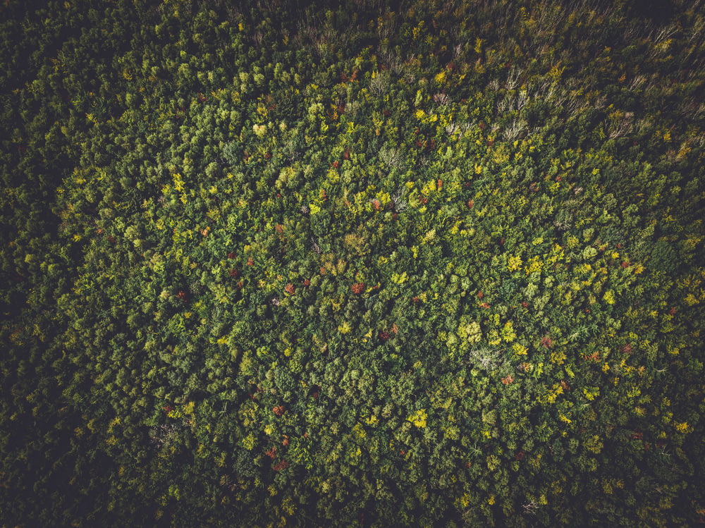 green plant field during night time
