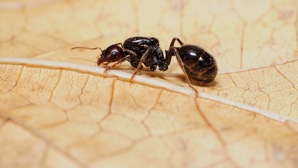 black ant on brown floor