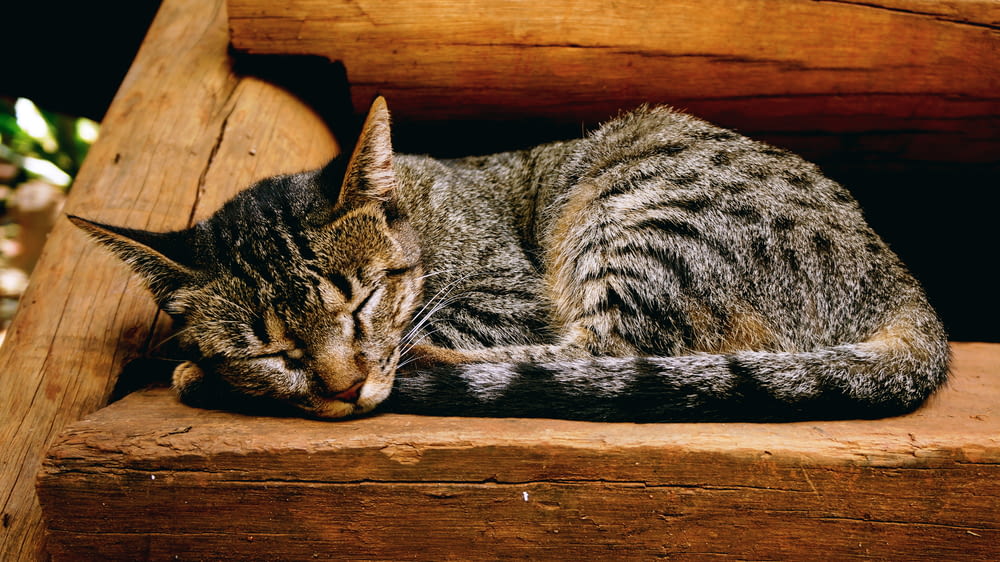 brown tabby cat lying on brown wooden surface