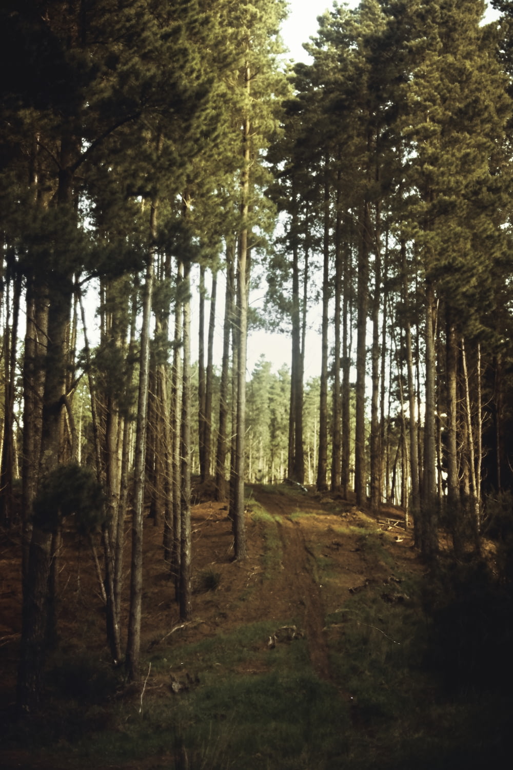 Camino de tierra marrón entre árboles durante el día
