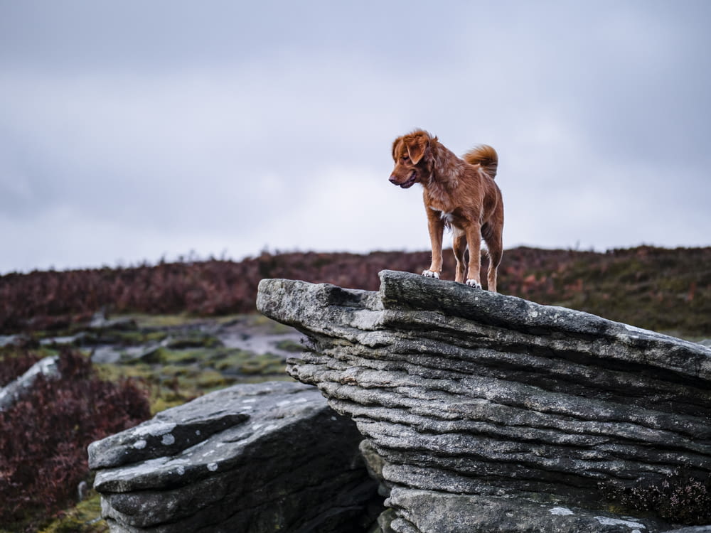brown short coated dog on gray rock