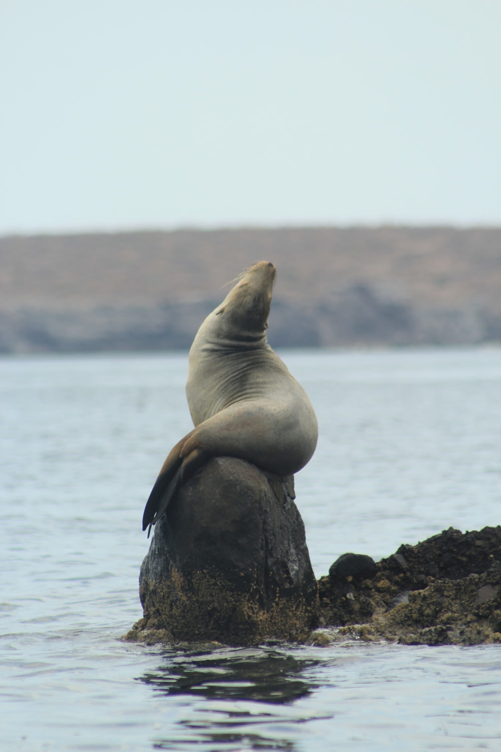 Lion de mer sur un rocher près d’un plan d’eau pendant la journée