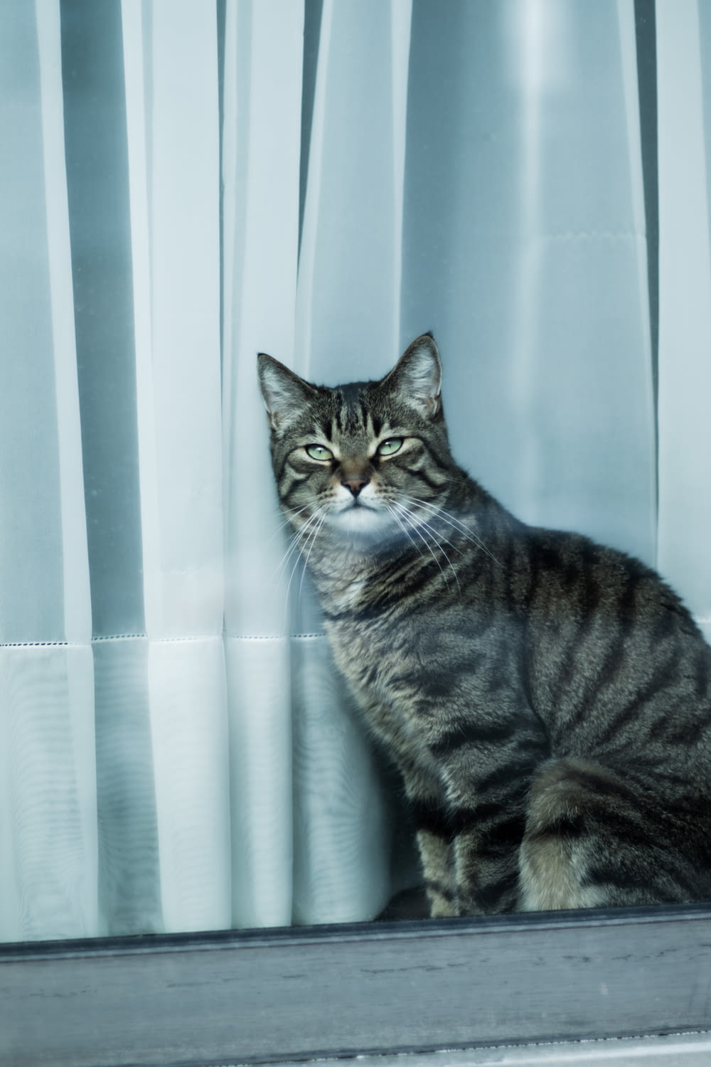 silver tabby cat near white curtain