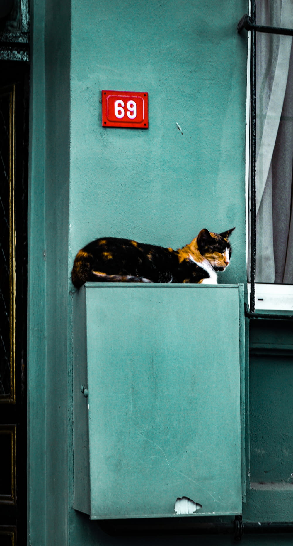 calico cat on white window