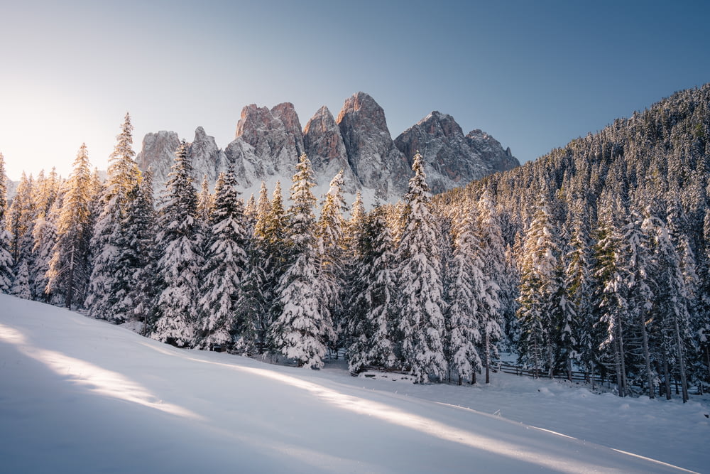 árvores cobertas de neve e montanha durante o dia