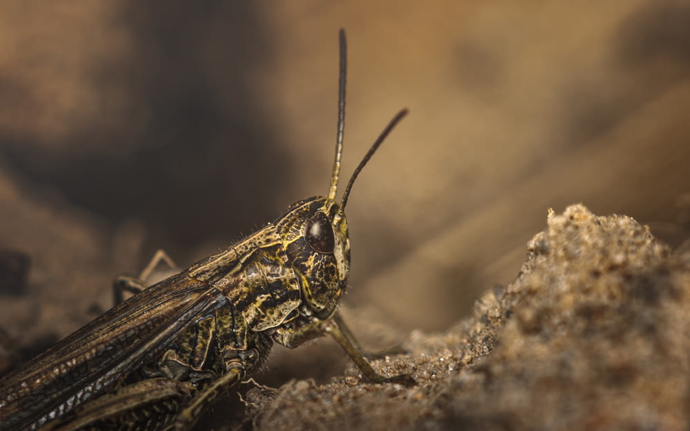 brown grasshopper in close up photography