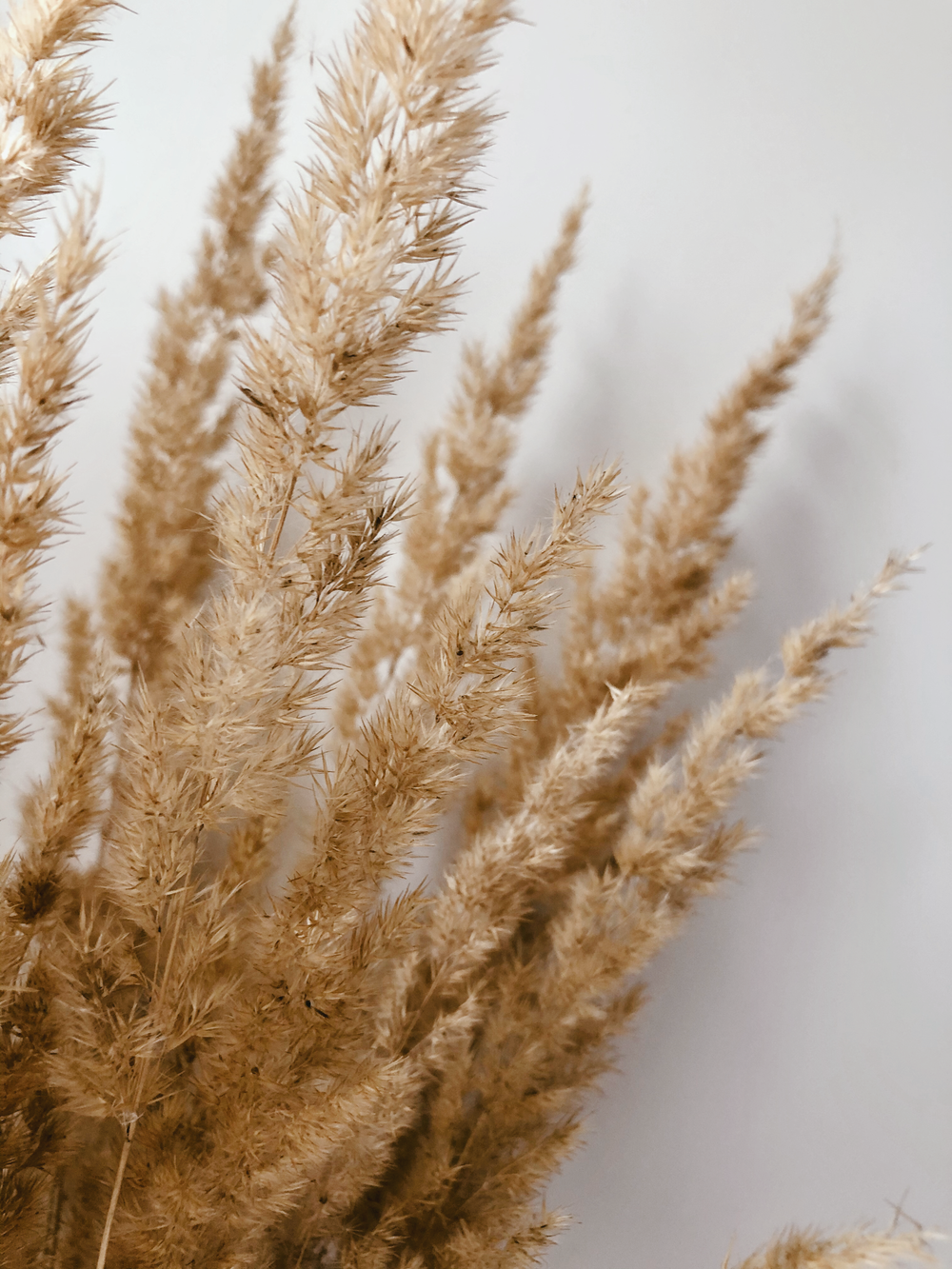 blé brun en gros plan photographie
