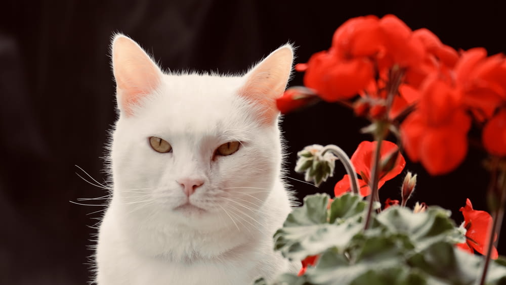 white cat with red flowers
