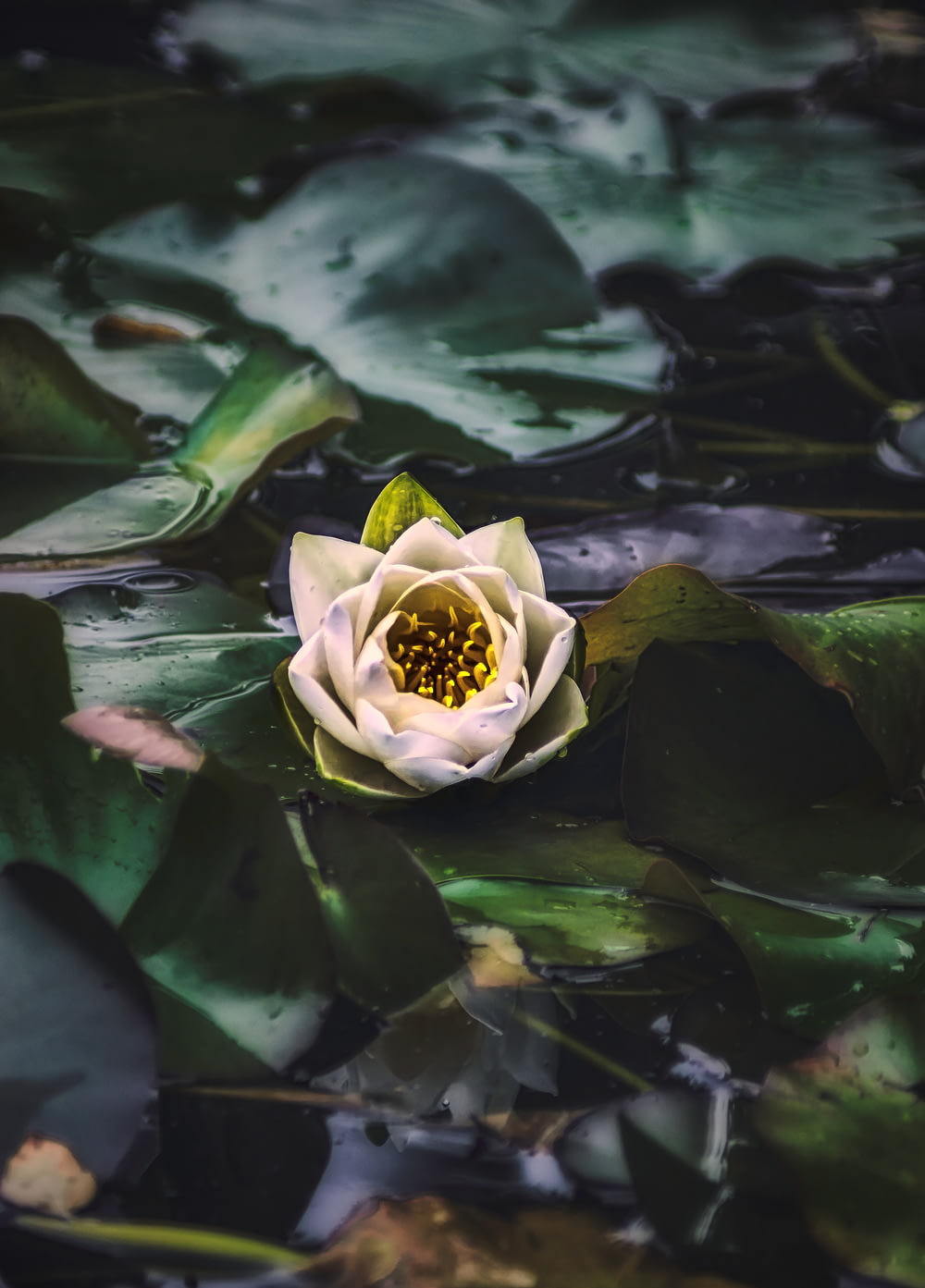 fleur de lotus vert sur l’eau