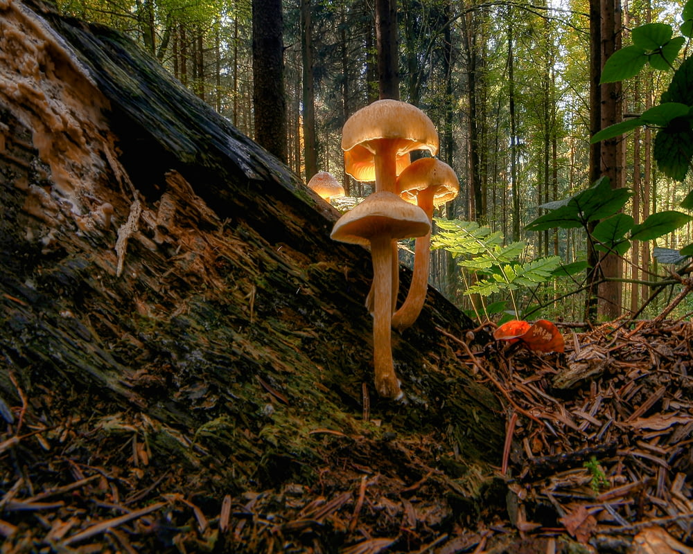 brown mushroom on brown tree trunk