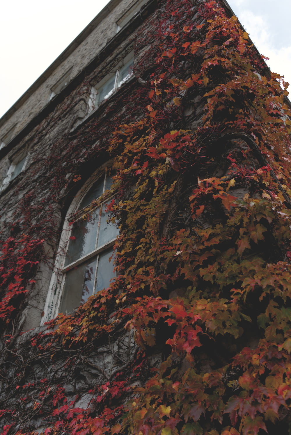 red and brown maple tree beside gray concrete building