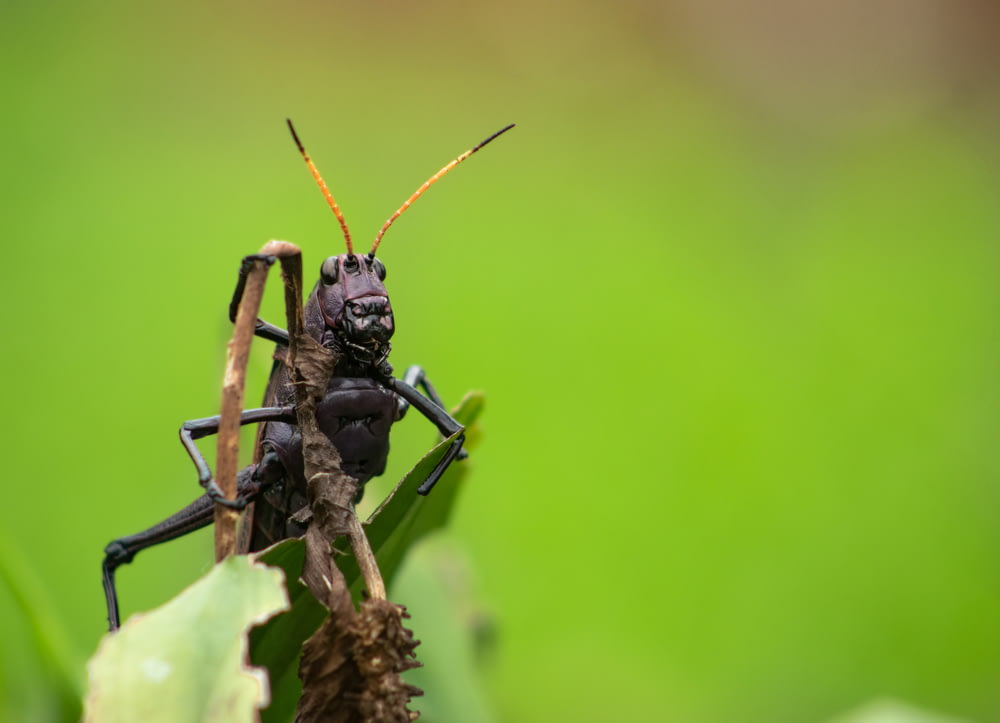 black and brown grasshopper on brown stem in close up photography during daytime