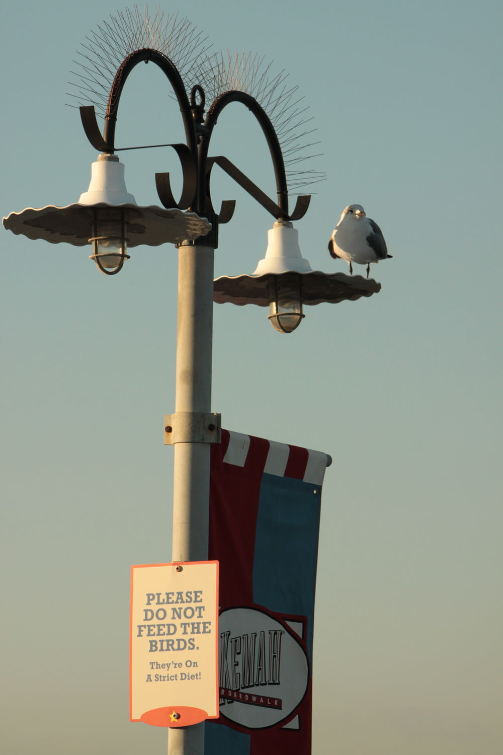 2 birds perched on gray metal post under blue sky during daytime