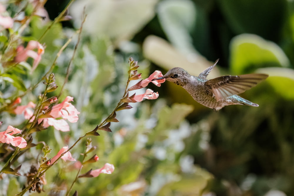 brown humming bird flying over red flowers