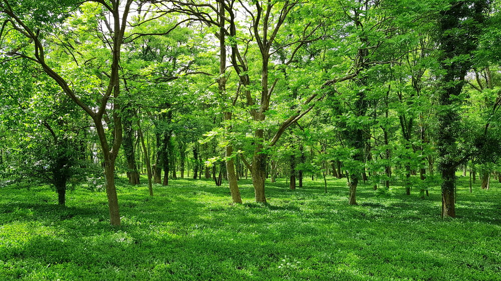 campo de grama verde com árvores