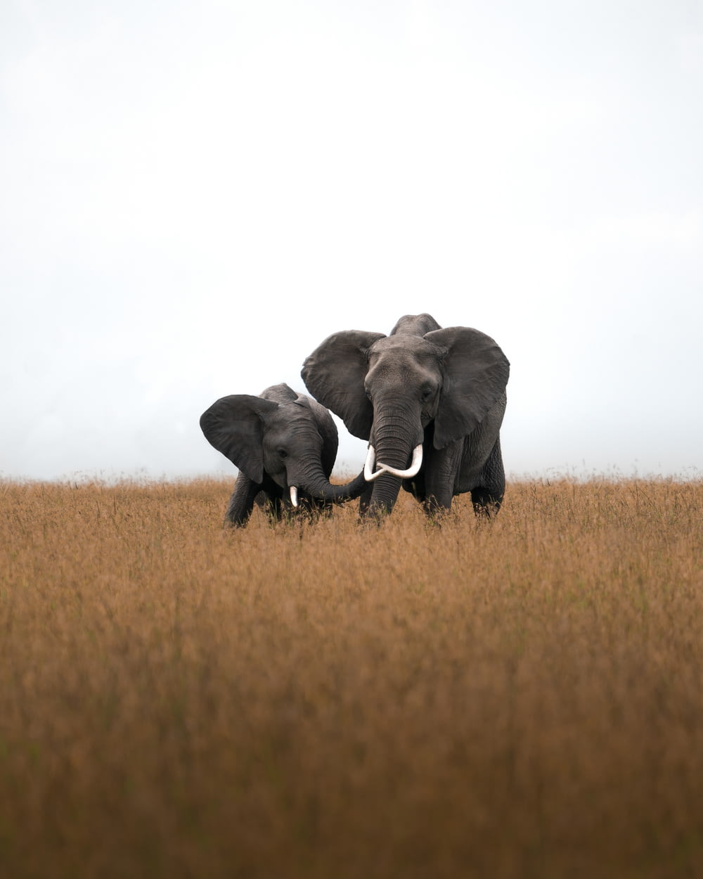 2 elefante gris en el campo de hierba marrón durante el día