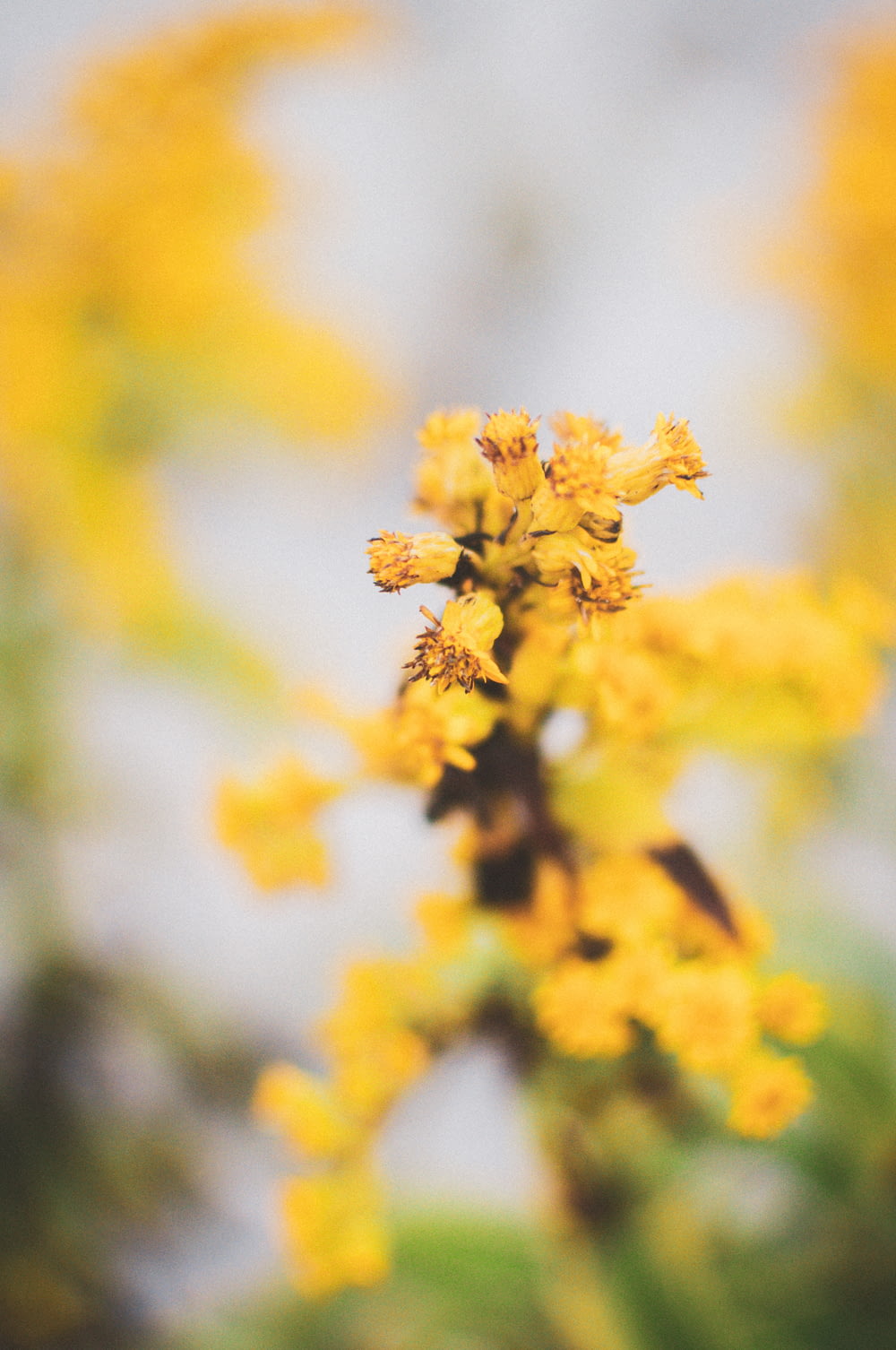 flor amarela na lente de deslocamento de inclinação
