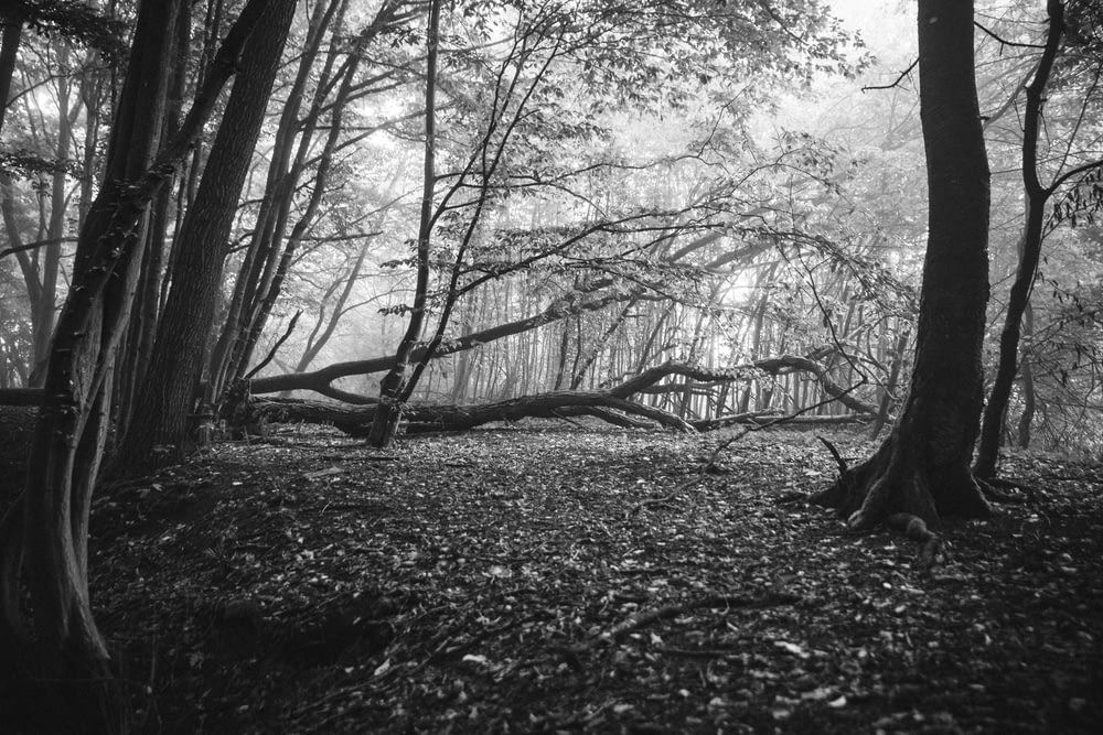 foto in scala di grigi di alberi senza foglie